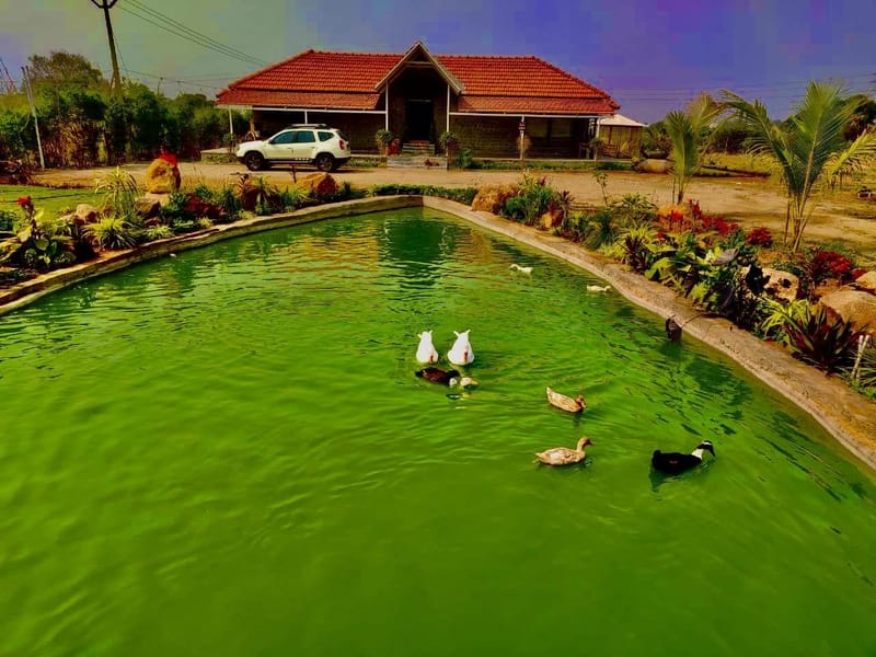 Aerial view of a Hyderabad farmhouse beside a green pond with ducks, landscaped beds and a parked SUV